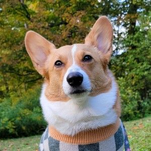 Meet your Posher, Streakydesign